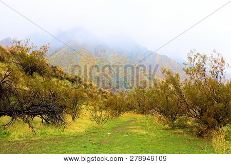 Creosote Bush Besides A Grassy Field Surrounded By Fog Taken In The Rural Colorado Desert During A R