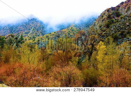 Cottonwood And Willow Trees Changing Colors During Autumn Taken At A Riparian Woodland Surrounded By