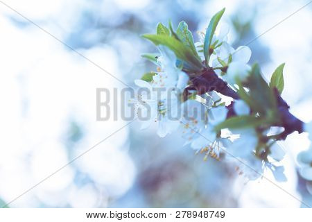 Prunus Cerasus, Sour Cherry, Tart , Or Dwarf, Morello, Amarelle, Montmorency Cherry White Delicate F