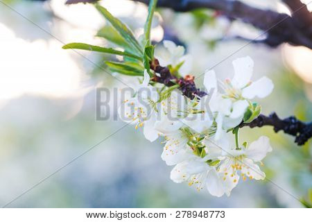 Prunus Cerasus, Sour Cherry, Tart , Or Dwarf, Morello, Amarelle, Montmorency Cherry White Delicate F