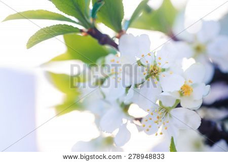 Prunus Cerasus, Sour Cherry, Tart , Or Dwarf, Morello, Amarelle, Montmorency Cherry White Delicate F