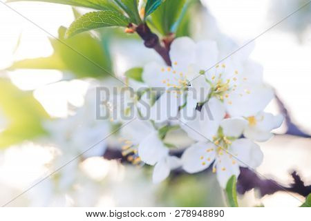 Prunus Cerasus, Sour Cherry, Tart , Or Dwarf, Morello, Amarelle, Montmorency Cherry White Delicate F