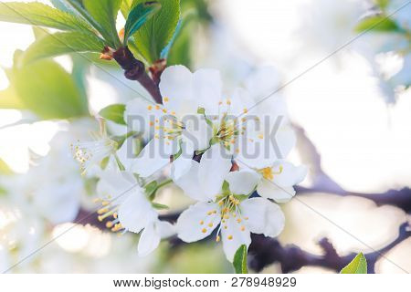 Prunus Cerasus, Sour Cherry, Tart , Or Dwarf, Morello, Amarelle, Montmorency Cherry White Delicate F