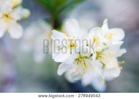 Prunus Cerasus, Sour Cherry, Tart , Or Dwarf, Morello, Amarelle, Montmorency Cherry White Delicate F