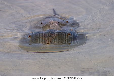 Mating Horseshoe Crabs, Limulus Polyphemus, On The Tidal Flats Of Fort De Soto State Park, Florida.