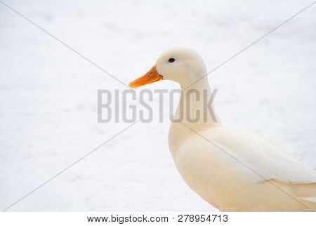Wild Duck Mallard White Rare Mutant Winter Genetic Mutation Color