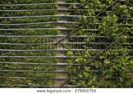 Fresh Green Grass Sprouts Through The Abandoned Metal Lattice.