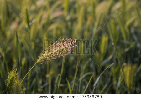 Lonely Ear Of Wheat In Windy Summer