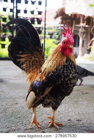 Serama-the Malaysian Serama Chicken Standing On The Ground With Background.