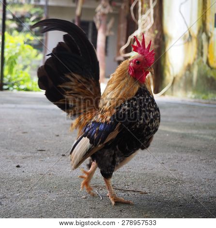 Serama-the Malaysian Serama Chicken Walking Free In Farm Background.