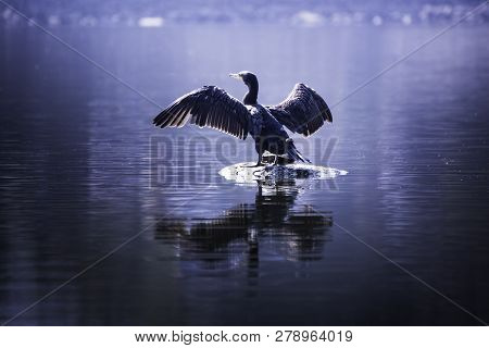 Beautiful Light Great Cormorant Spreading His Wings Sitting On A Stone
