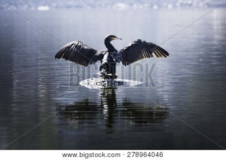 Beautiful Light Great Cormorant Spreading His Wings Sitting On A Stone