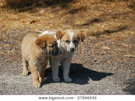 To hunde hvalpe