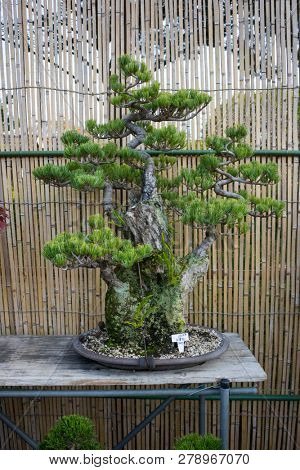 Miyazaki, Japan - November 8, 2018: Bonsai tree sale at the autumn garden plant market at the Miyazaki Jingu grounds 
