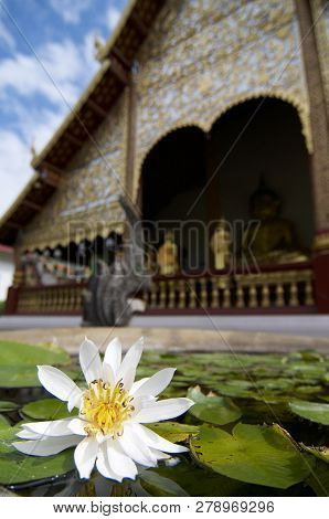 Close Up Picture Of A Beautiful White Water Lily With The Blurred Wat Chiang Man In The Background I