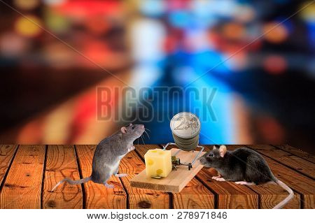 Easy Money In A Mousetrap. Dangerous Money In Business. Space For Text