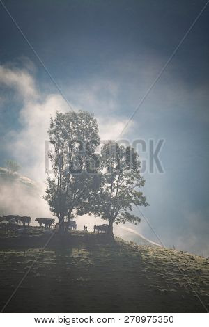 foggy summer landscape in the mountains, Salciua, Romania