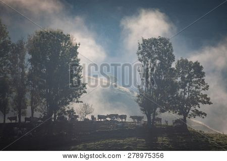 foggy summer landscape in the mountains, Salciua, Romania