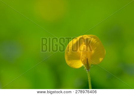 Yellow Flower Pinto Peanut Or Arachis Pintoi. Royalty High-quality Free Stock Photo Image Macro Phot