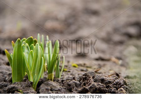 Young Green Plant Shoots Breaks Through Frozen Ground In The Spring