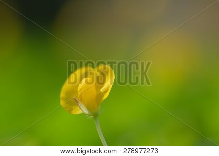 Yellow Flower Pinto Peanut Or Arachis Pintoi. Royalty High-quality Free Stock Photo Image Macro Phot