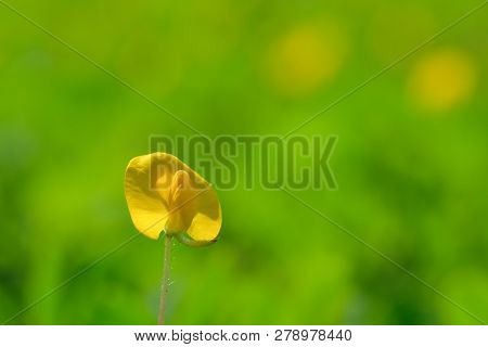 Yellow Flower Pinto Peanut Or Arachis Pintoi. Royalty High-quality Free Stock Photo Image Macro Phot