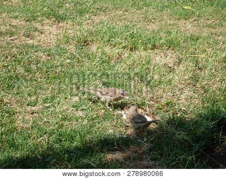 Grass Plant Animal Themes Field Vertebrate Land Nature Mammal No People Group Of Animals In The Wild