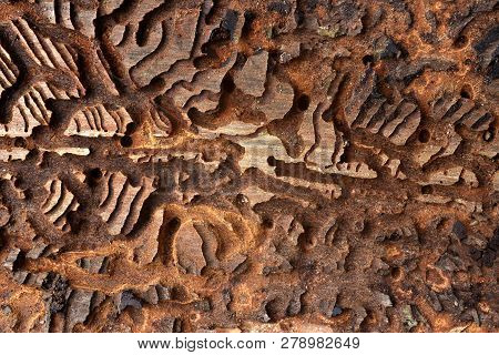 Spruce Bark With Pattern From Bark Beetles (ips Typographus).