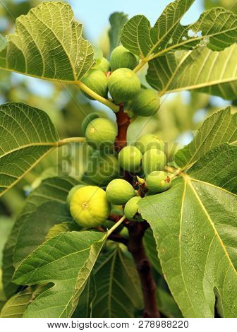 Fig Tree With Many Fruits And Green Leaves