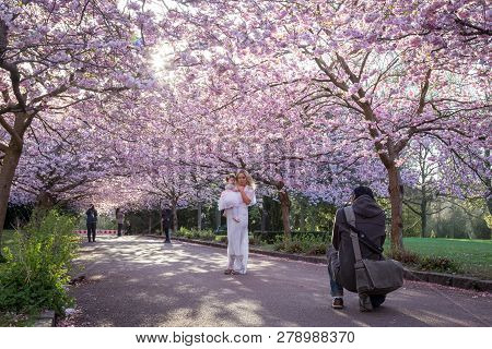 Copenhagen, Denmark - April 20, 2016: Mother And Baby Photoshoot Under An Alley Of Blooming Cherry T