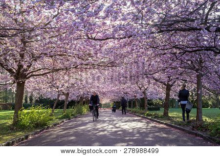 Copenhagen, Denmark - April 20, 2016: People On An Alley Of Blooming Cherry Trees At  Bispebjerg Cem