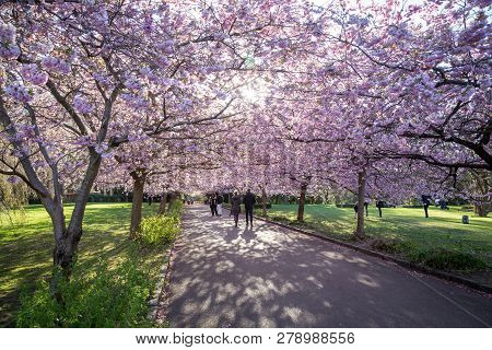 Copenhagen, Denmark - April 20, 2016: People On An Alley Of Blooming Cherry Trees At  Bispebjerg Cem
