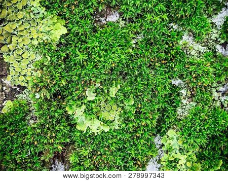 Green Moss And Lichen On The Bark Of A Tree