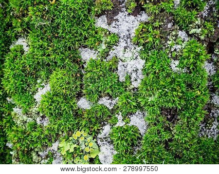 Green Moss And Lichen On The Bark Of A Tree