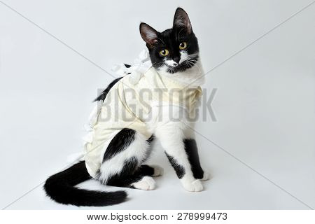 Postoperative Bandage On A Black And White Cat To Protect After Surgical Incision Or A Non-infected 