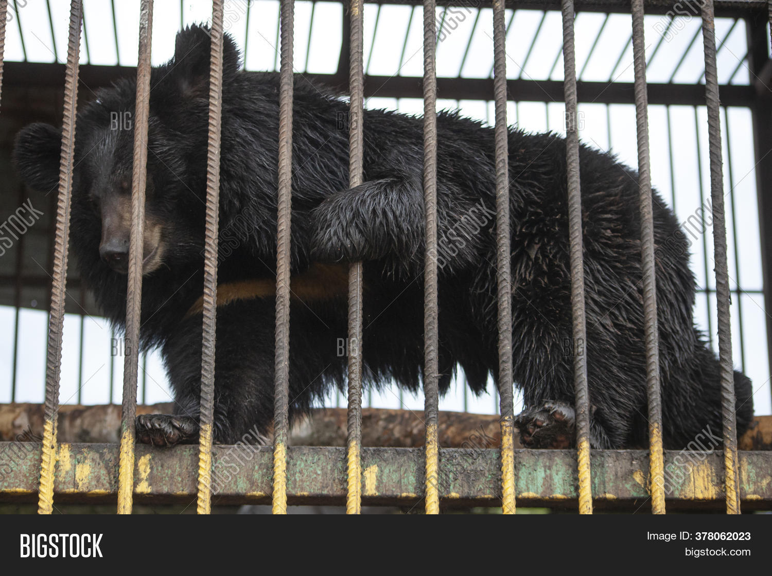 Bear Cage. Brown Bear Image &amp; Photo (Free Trial) | Bigstock
