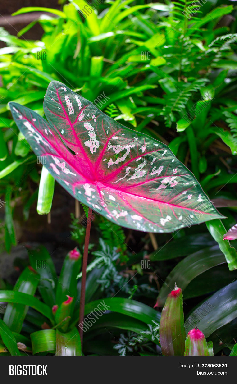 Caladium Garden. Image & Photo (Free Trial) | Bigstock