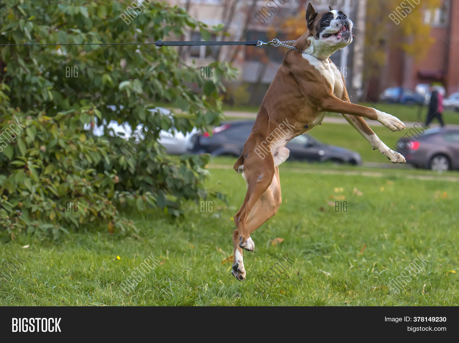 German Boxer Dog Image & Photo (Free Trial) Bigstock