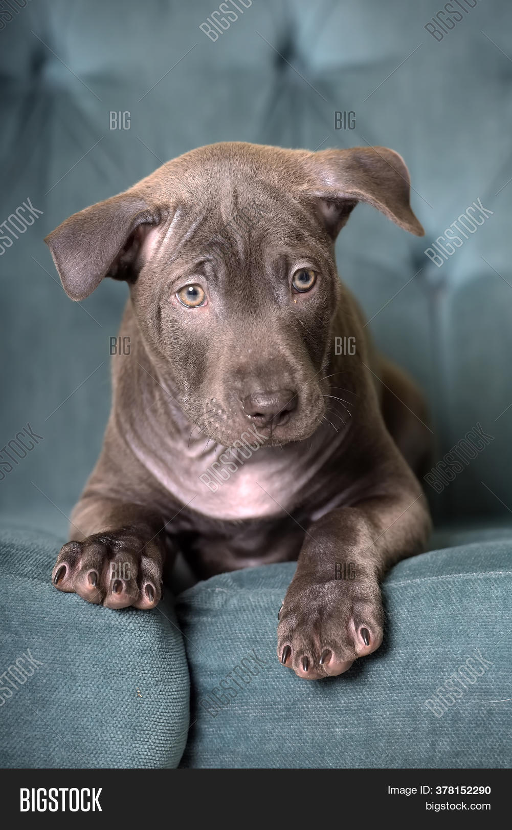 gray ridgeback