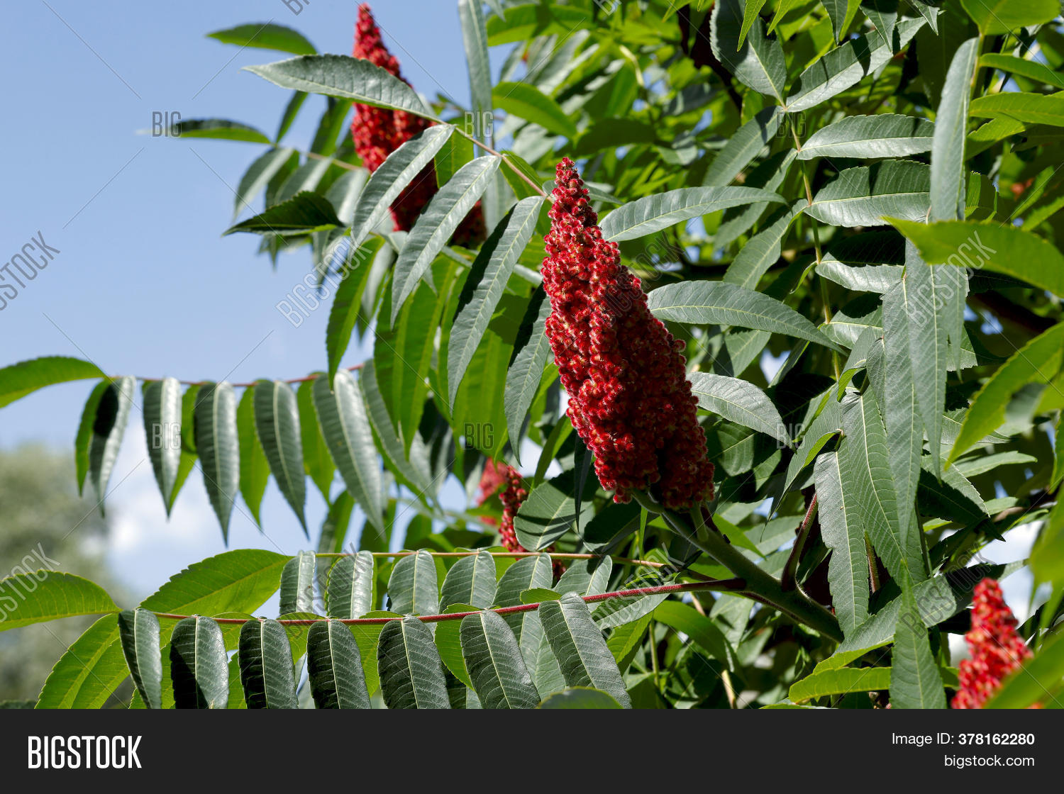 Sumac. Green Carved Image & Photo (Free Trial) Bigstock