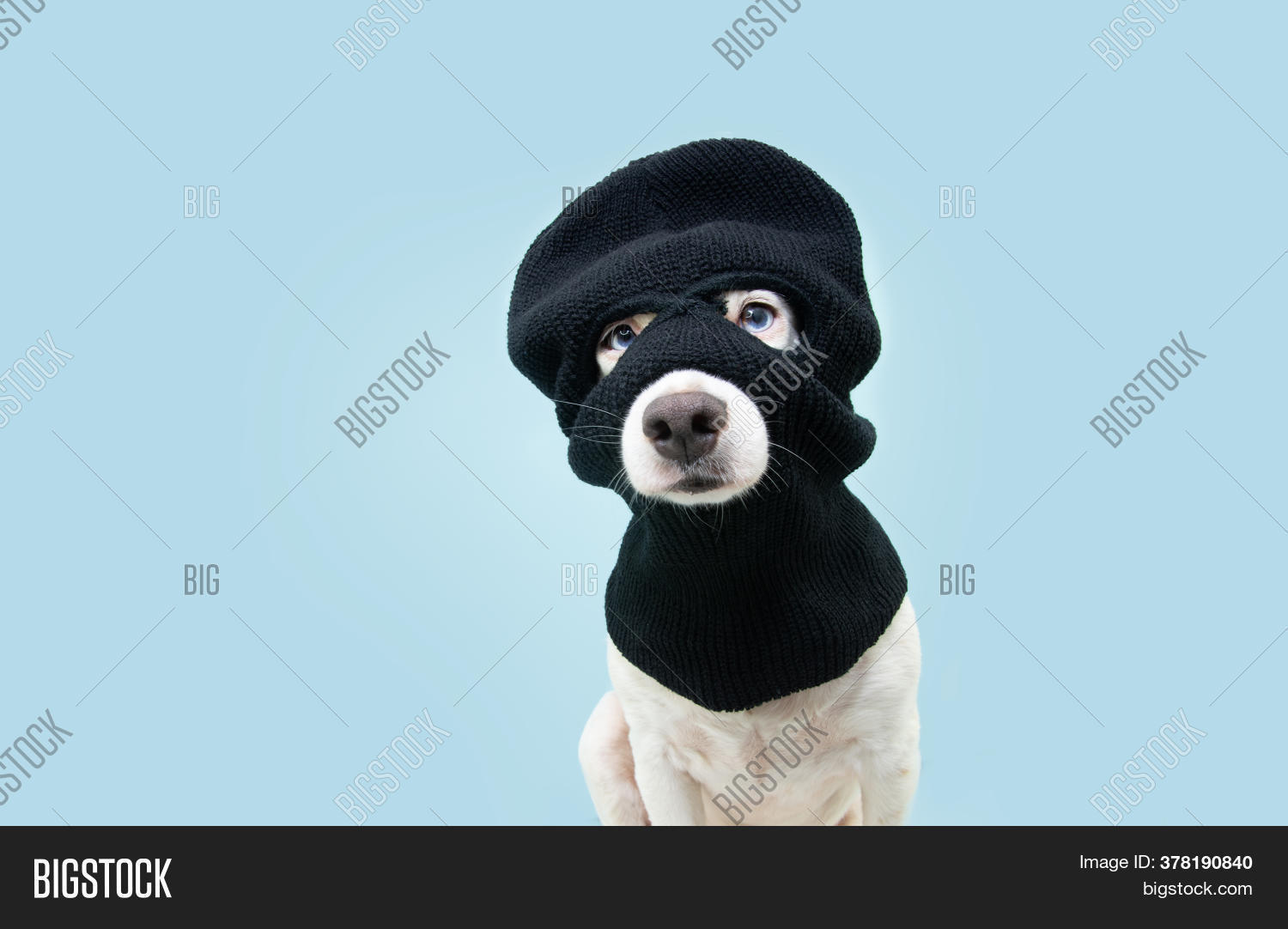 Funny Pet Dog Robber Image & Photo (Free Trial) Bigstock