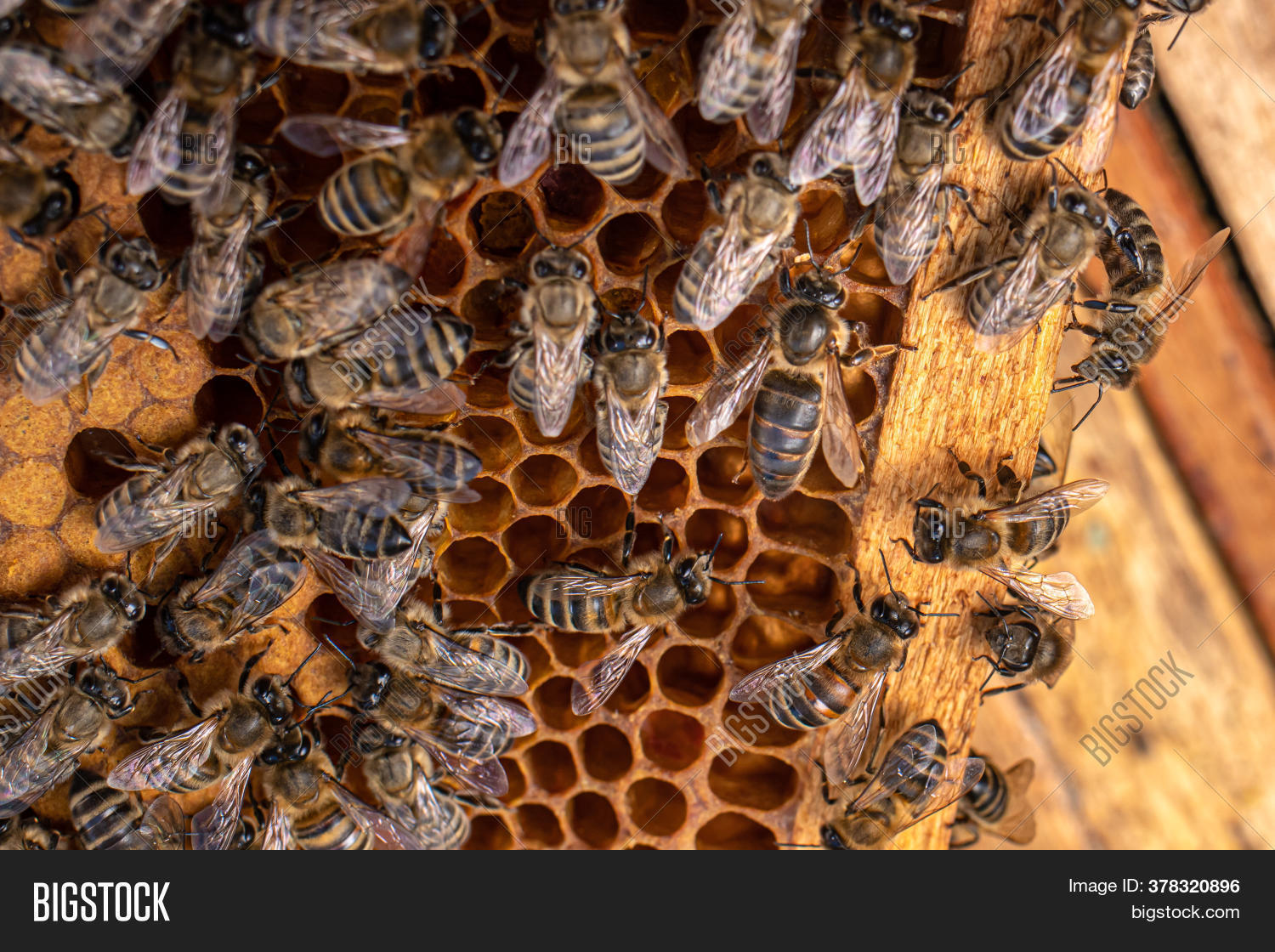 Queen Bee. Bee Brood Image & Photo (Free Trial) Bigstock