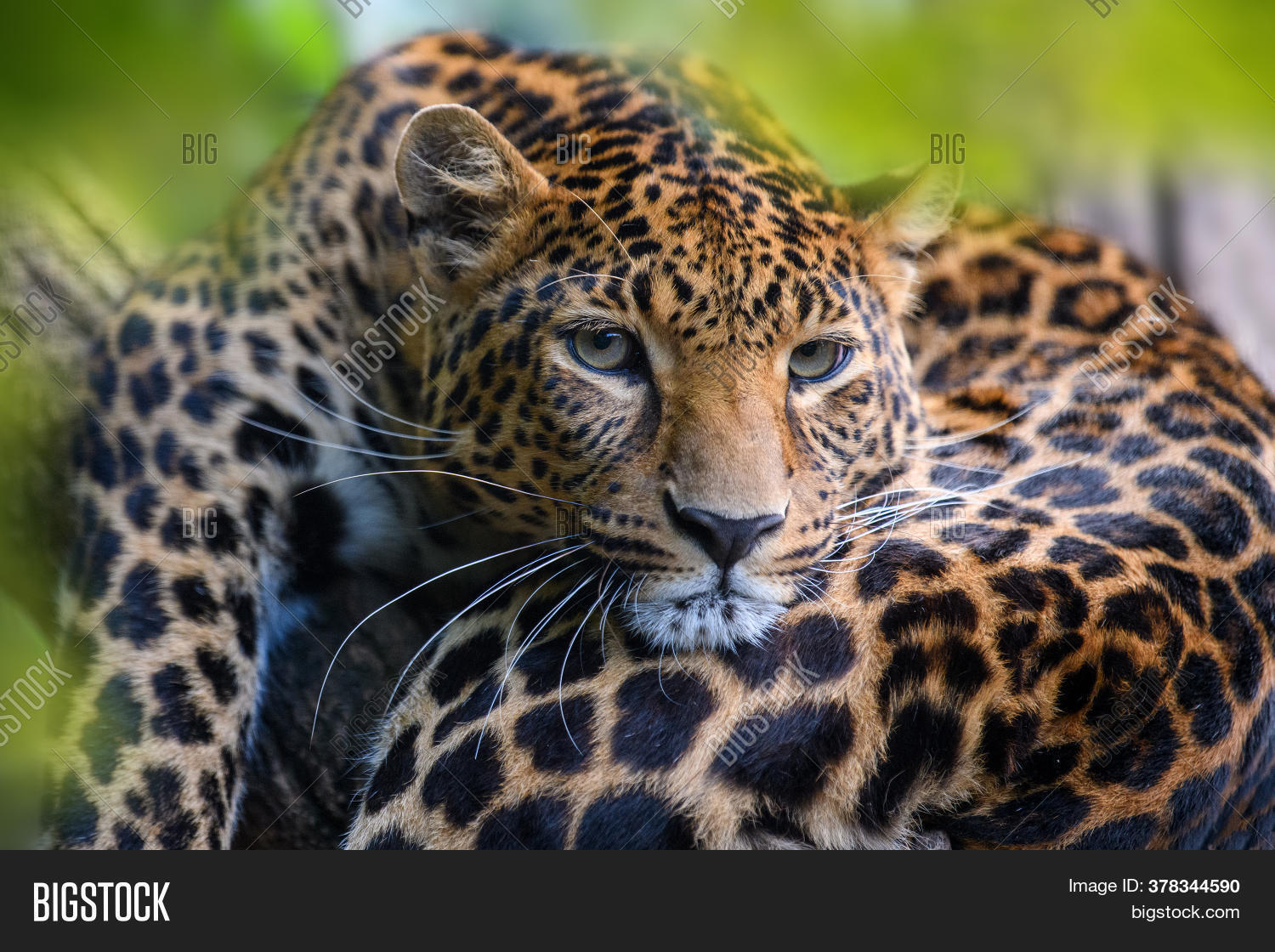 R Leopard Leopard, Wild Animal Image & Photo (Free Trial) | Bigstock