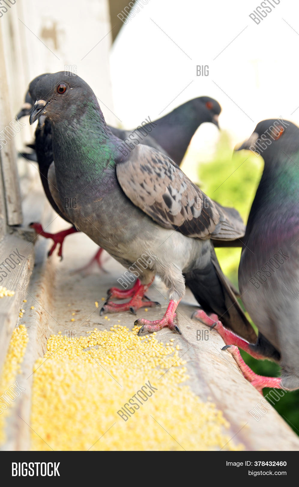 Pigeons Eat Millet On Image & Photo (Free Trial) Bigstock