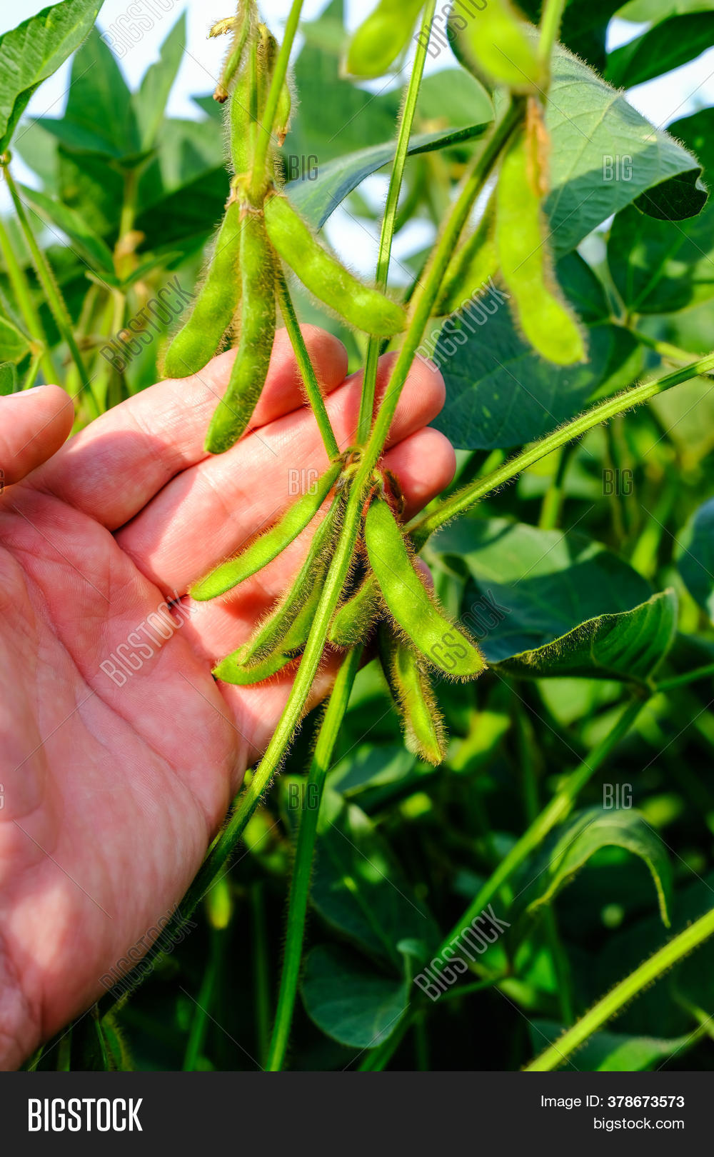 Young Green Soybean Image & Photo (Free Trial) Bigstock