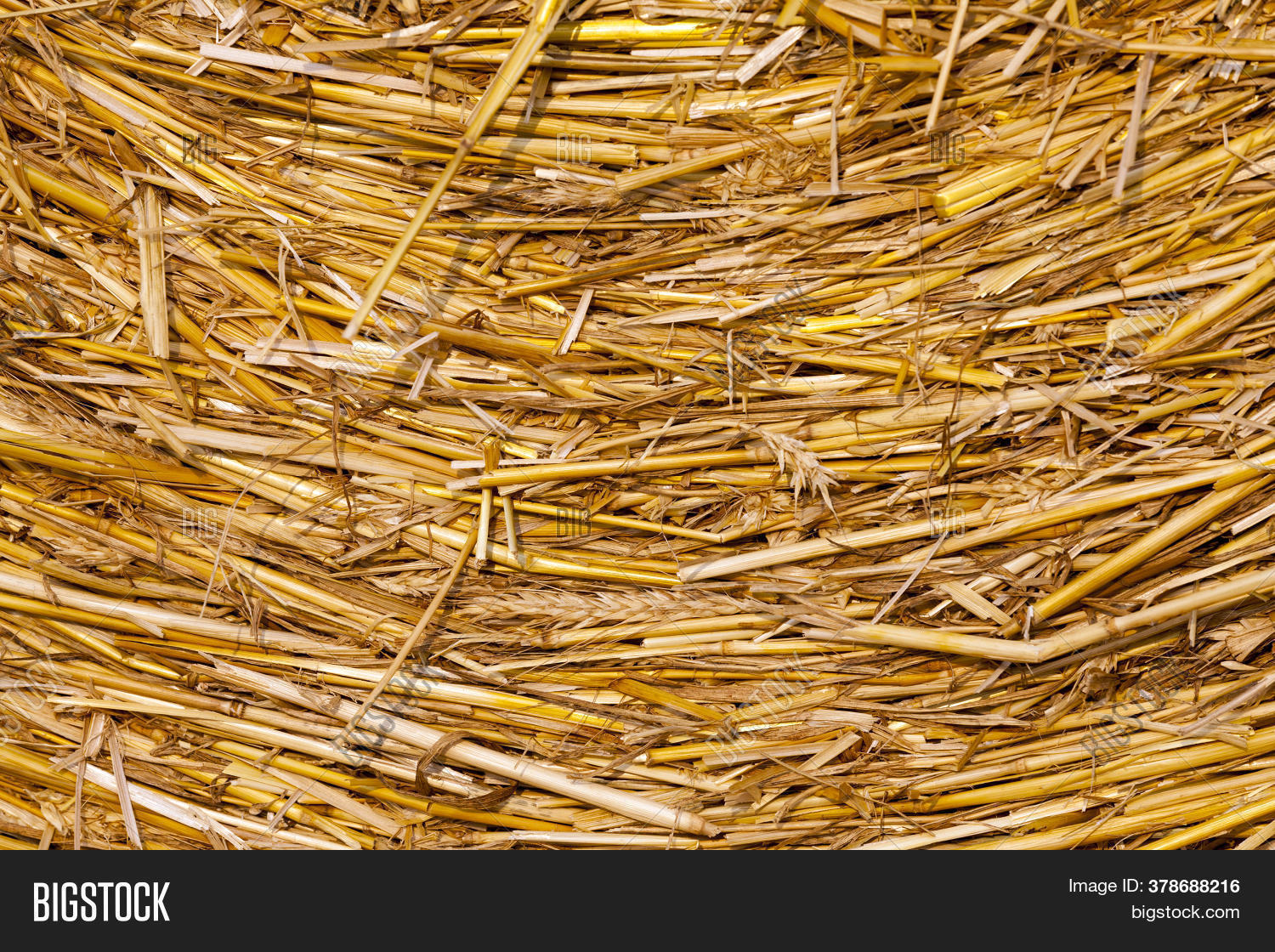 Agricultural Field Image & Photo (Free Trial) Bigstock