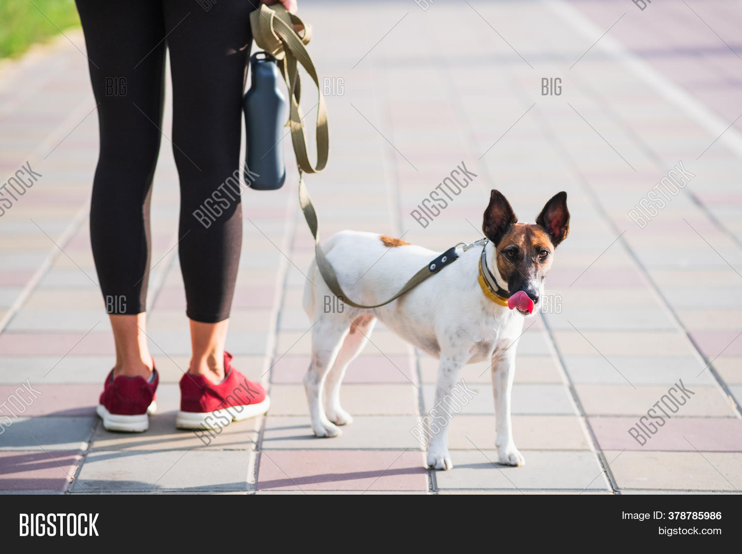 next dog accessories