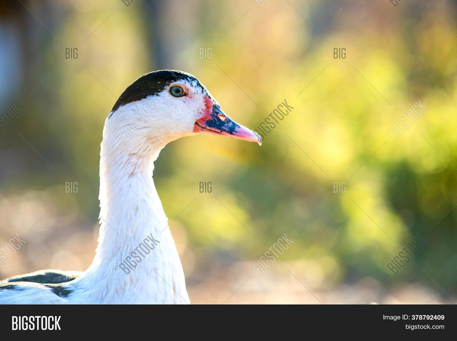 Detail Duck Head. Image & Photo (Free Trial) Bigstock