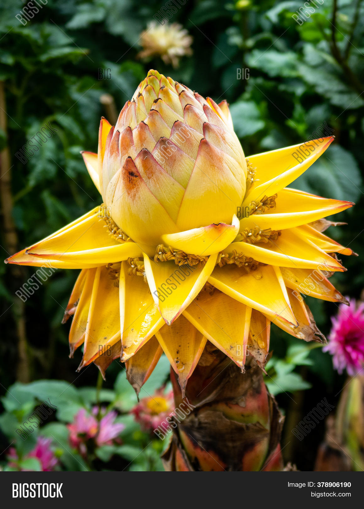 Musella Lasiocarpa, Image & Photo (Free Trial) Bigstock