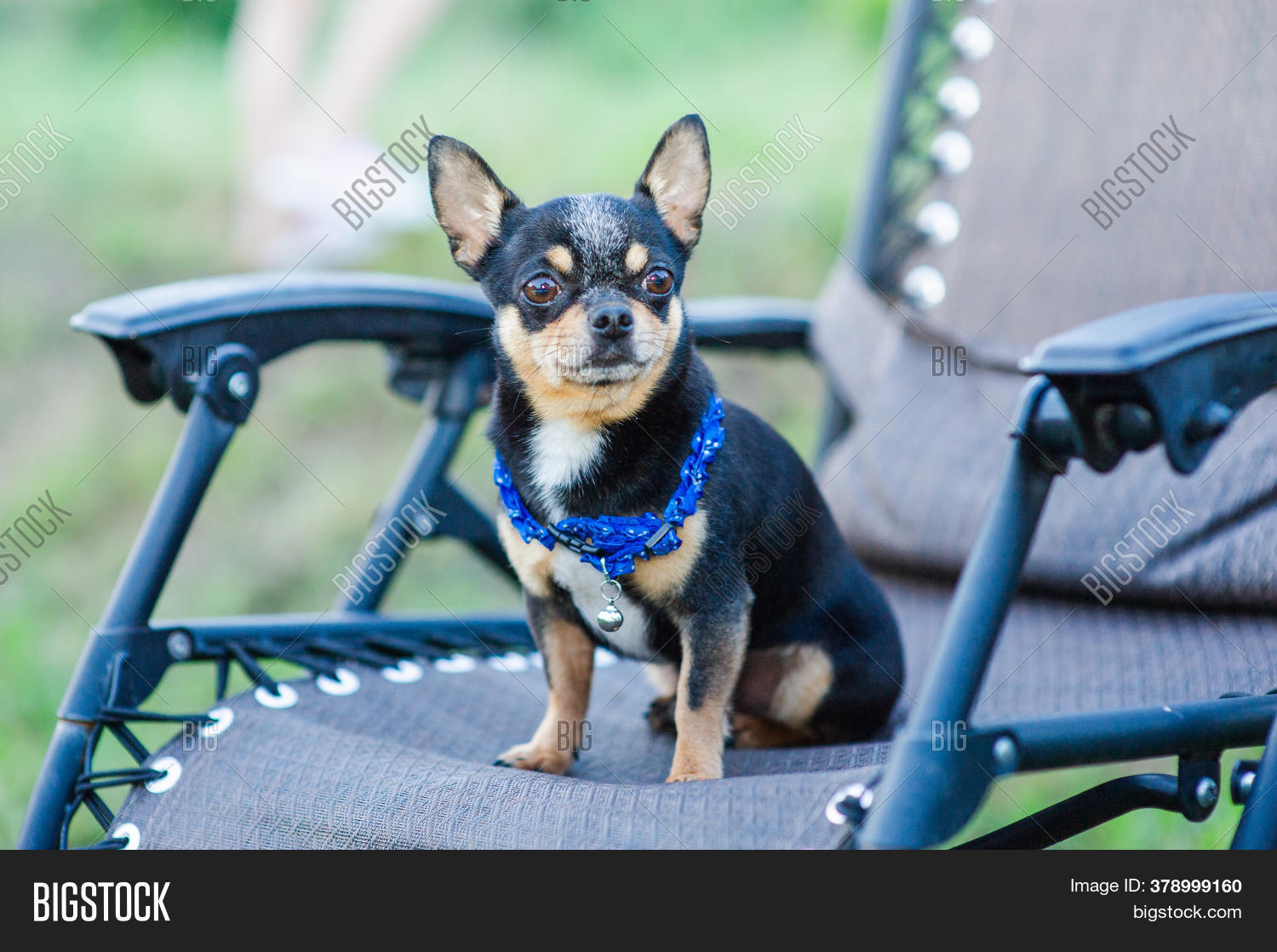 miracle cleaner for pets